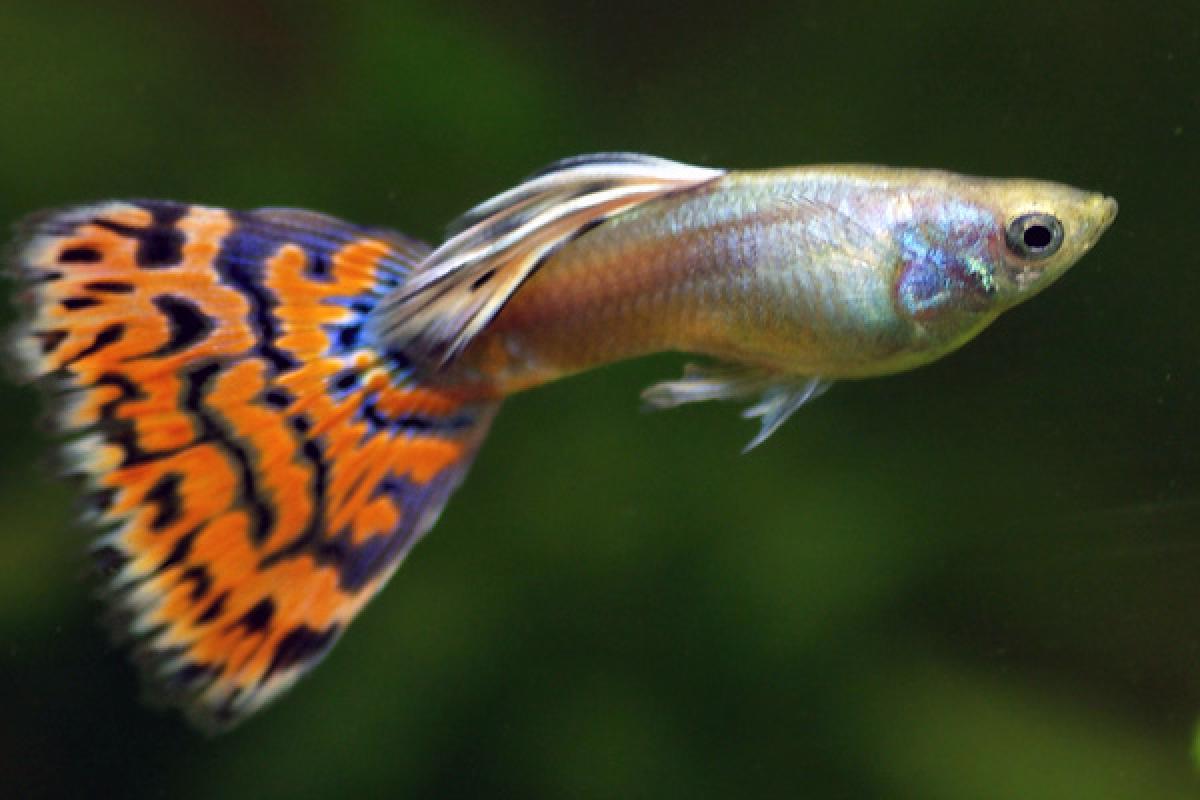 Are not a male guppy? HR introspection from the world of Guppies